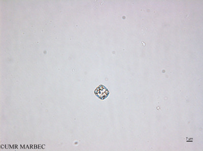 phyto/Brazilian_Amazon_coast/Amazomix_station_22/AMAZOMIX September 2021/Cyclotella sp (St22_centrique_220912_001_ovl-3).tif(copy)_thumb.jpg